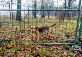 akcja charytatywna psu na budę warszawa ogrodzenia tymczasowe tlc rental www
