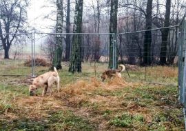 akcja charytatywna psu na budę warszawa ogrodzenia tymczasowe tlc rental. 2 www